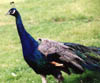 hpeacock